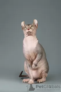 Photo №4. Je vais vendre sphynx en ville de New york. de la fourrière, éleveur - prix - négocié