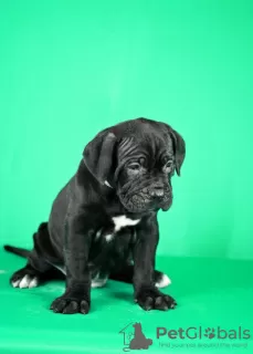 Photos supplémentaires: Chiots Cane Corso à vendre