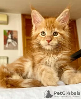 Photo №1. maine coon - à vendre en ville de Berlin | 300€ | Annonce № 103712