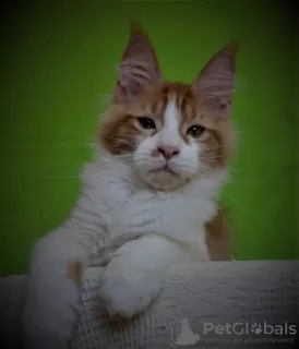 Photo №1. maine coon - à vendre en ville de Sébastopol | 273€ | Annonce № 7818