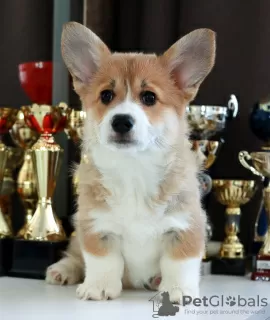 Photo №3. Chiots Welsh Corgi Pembroke de parents titrés. Biélorussie