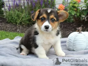 Photo №4. Je vais vendre welsh corgi en ville de Ioannina.  - prix - 400€