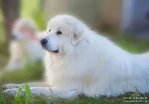 Photos supplémentaires: Les chiots du chien de montagne des Pyrénées sont proposés à la vente.