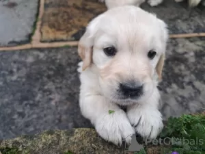 Photo №1. golden retriever - à vendre en ville de Tampere | 320€ | Annonce №123480