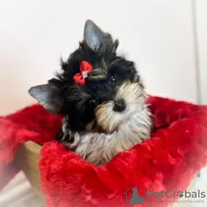 Photo №1. yorkshire terrier - à vendre en ville de Bielefeld | Gratuit | Annonce №128394