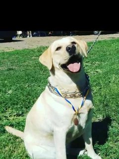 Photos supplémentaires: CHIOTS DE HAUTE RACE DE LABRADOR-RETRIVER DE CHAMPIONS