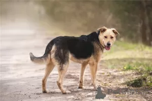 Photos supplémentaires: Le merveilleux chien Denver est entre de bonnes mains.