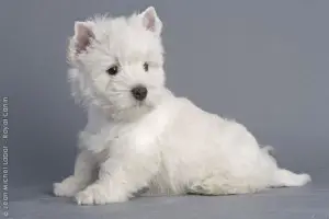 Photo №1. west highland white terrier - à vendre en ville de Beton-Bazoches | Négocié | Annonce №1035