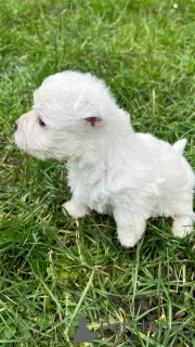 Photos supplémentaires: Chiots West Highland White Terrier