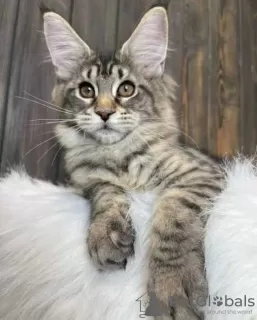 Photo №1. maine coon - à vendre en ville de Sydney | Gratuit | Annonce № 89767