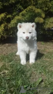 Photo №1. husky de sibérie - à vendre en ville de Minsk | 214€ | Annonce №46052