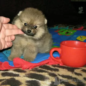 Photos supplémentaires: Spitz de Poméranie, chiots sable !