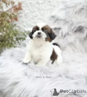 Photo №3. Shih Tzu. Allemagne