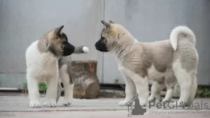 Photos supplémentaires: Chiots Akita américain à vendre