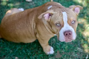 Photos supplémentaires: Chiots American Bully à vendre