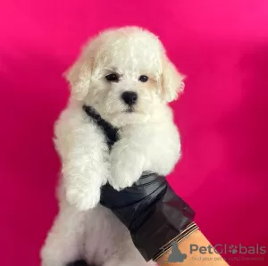 Photo №1. bichon à poil frisé - à vendre en ville de Tel Aviv | 2959€ | Annonce №17976