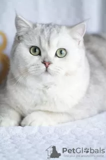 Photo №1. british shorthair - à vendre en ville de Ulyanovsk | négocié | Annonce № 10948