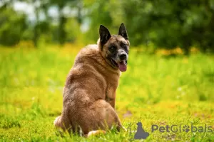 Photo №4. Je vais vendre malinois en ville de Москва. annonce privée - prix - Gratuit