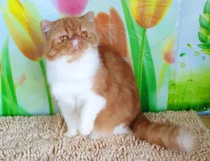 Photo №2 de l'annonce № 5677 de la vente exotic shorthair - acheter à La Moldavie de la fourrière