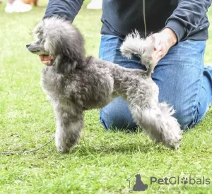 Photo №3. Caniche. Fédération de Russie