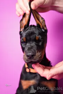 Photo №4. Je vais vendre dobermann en ville de Jagodina. éleveur - prix - négocié