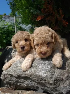 Photo №2 de l'annonce № 61077 de la vente caniche (jouet) - acheter à Serbie annonce privée