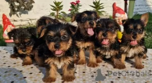 Photo №1. yorkshire terrier - à vendre en ville de Loznica | négocié | Annonce №109708