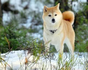 Photo №1. akita (chien) - à vendre en ville de Речица | Négocié | Annonce № 5265