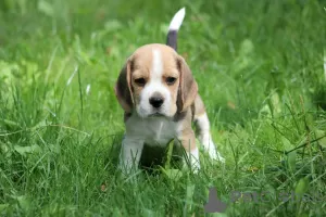 Photos supplémentaires: Chien Beagle trocolor ZKwP (FCI)