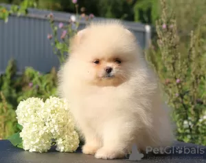 Photos supplémentaires: Chiots de Poméranie 2,5 mois