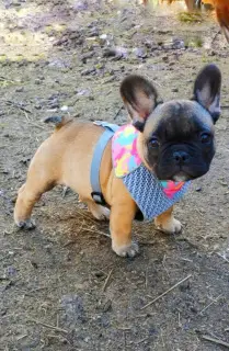 Photo №3. Chiots bouledogue français. Fédération de Russie