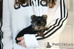 Photo №1. yorkshire terrier - à vendre en ville de Berlin | 580€ | Annonce №63807