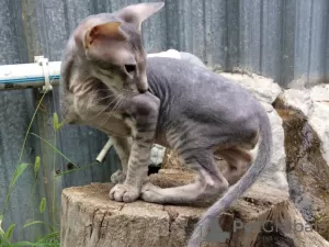 Photo №4. Je vais vendre peterbald en ville de Almaty. éleveur - prix - 800€