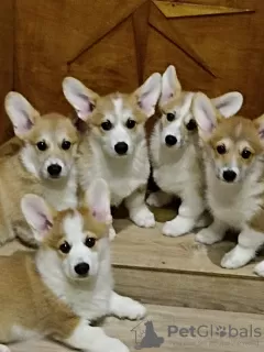 Photo №1. welsh corgi - à vendre en ville de Mogilyov | négocié | Annonce №20935