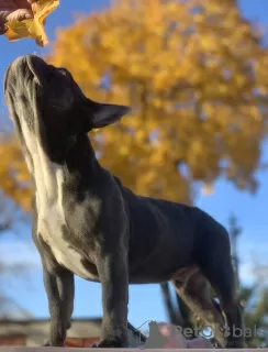 Photos supplémentaires: Bouledogue français garçon lilak