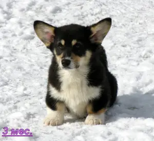 Photo №2 de l'annonce № 1400 de la vente welsh corgi - acheter à Fédération de Russie annonce privée, éleveur