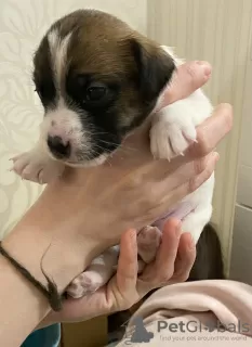 Photos supplémentaires: Les merveilleux chiots Jack Russell Terrier recherchent une maison et des