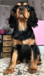 Photo №4. Je vais vendre cavalier king charles spaniel en ville de Kalouga. annonce privée - prix - 1232€