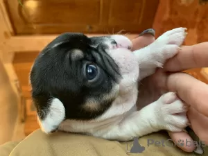 Photos supplémentaires: Chiots bouledogue français