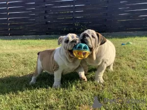 Photo №4. Je vais vendre bulldog anglais en ville de Vinnitsa. éleveur - prix - 1000€