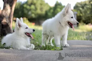 Photos supplémentaires: Chiots Berger Blanc Suisse à vendre