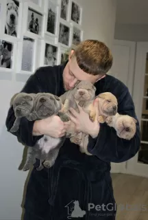 Photo №3. Chiots Shar Pei ludiques. Lituanie