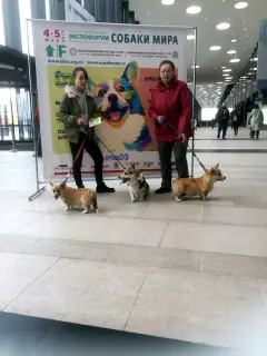 Photo №2 de l'annonce № 2738 de la vente welsh corgi - acheter à Fédération de Russie éleveur