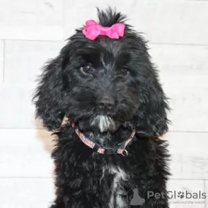 Photo №2 de l'annonce № 45612 de la vente labradoodle - acheter à USA annonce privée