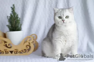 Photo №2 de l'annonce № 10948 de la vente british shorthair - acheter à Fédération de Russie de la fourrière