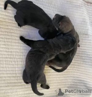 Photo №4. Je vais vendre cane corso en ville de Oklahoma City. éleveur - prix - Gratuit