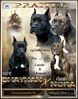 Photo №1. american pit bull terrier - à vendre en ville de Saulkrasti | 1200€ | Annonce №81579