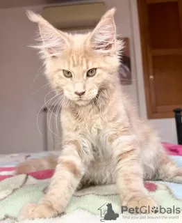 Photo №4. Je vais vendre maine coon en ville de Berlin. éleveur - prix - 500€