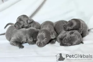 Photos supplémentaires: Chiots d'un petit lévrier italien (lévrier)