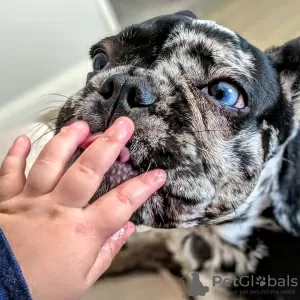 Photo №1. bouledogue - à vendre en ville de Oregon | 341€ | Annonce №39663